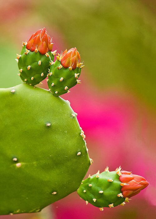 Cactus Greeting Card featuring the photograph Cactus Flower by Lisa Chorny