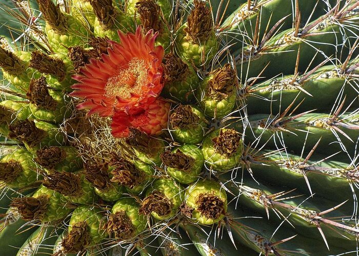 Cactus Greeting Card featuring the photograph Cactus Flower by Steve Ondrus