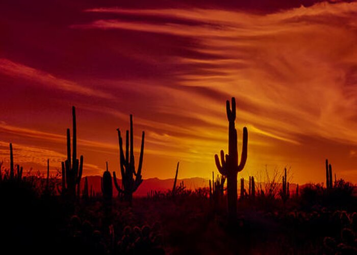 Cactus Greeting Card featuring the photograph Cactus Glow by Mary Jo Allen
