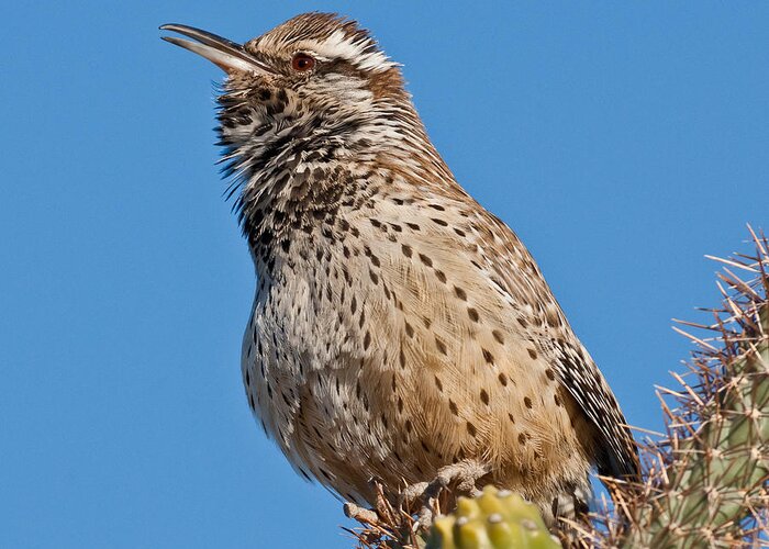 Animal Greeting Card featuring the photograph Cactus Wren Singing by Jeff Goulden