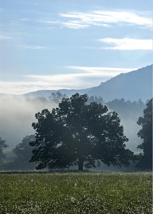 Tree Greeting Card featuring the photograph Cades Cove Tree by Carol Erikson