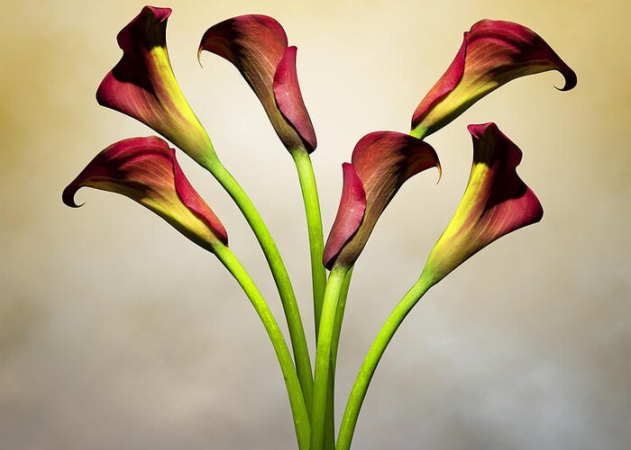 Cala Lily Greeting Card featuring the photograph Cala Lily 5 by Mark Ashkenazi
