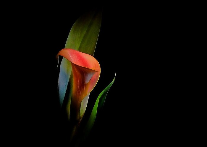 Calla Lily Greeting Card featuring the photograph Cala Lilly by Stuart Harrison