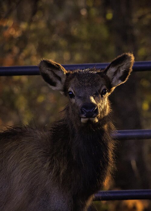 Elk Calf Greeting Card featuring the photograph Calf Elk by Gate at Sunrise by Michael Dougherty