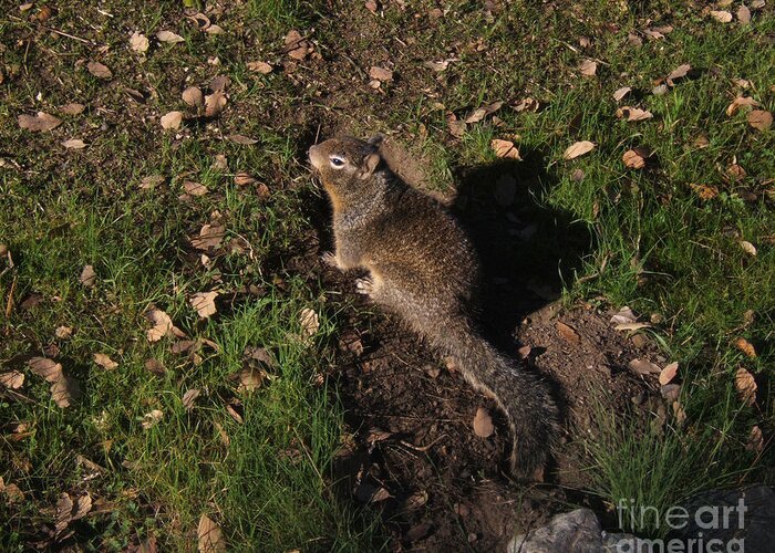 Artoffoxvox Greeting Card featuring the photograph California Ground Squirrel by Kristen Fox