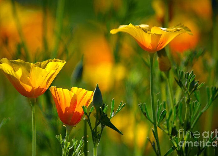 California Poppies Greeting Card featuring the photograph California Poppies by Deb Halloran