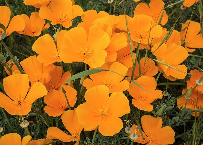 Abundance Greeting Card featuring the photograph California Poppies In Montana De Oro by Rob Sheppard