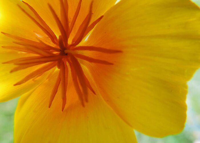 Flower Greeting Card featuring the photograph California Poppy by ShaddowCat Arts - Sherry