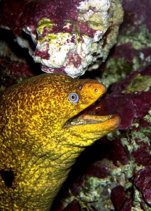 Animal Greeting Card featuring the photograph Californian Moray Eel With Red Rock by Greg Ochocki