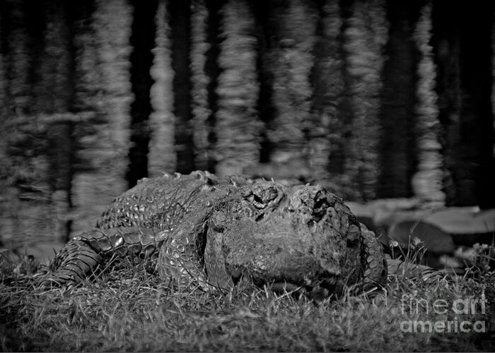 Alligator Greeting Card featuring the photograph Call Me Al by Southern Photo