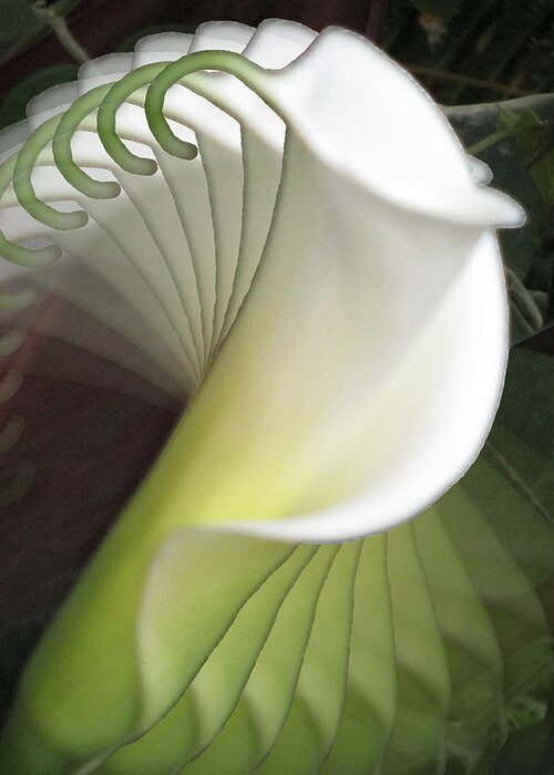 Calla Lily Greeting Card featuring the photograph Calla Lily Fan by Alison Stein