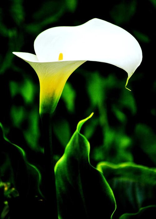 Flowers Greeting Card featuring the photograph Calla Lily by Benjamin Yeager