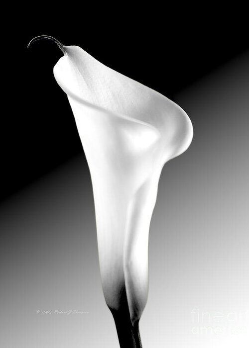 Calla Lily Greeting Card featuring the photograph Calla Lily BW by Richard J Thompson 