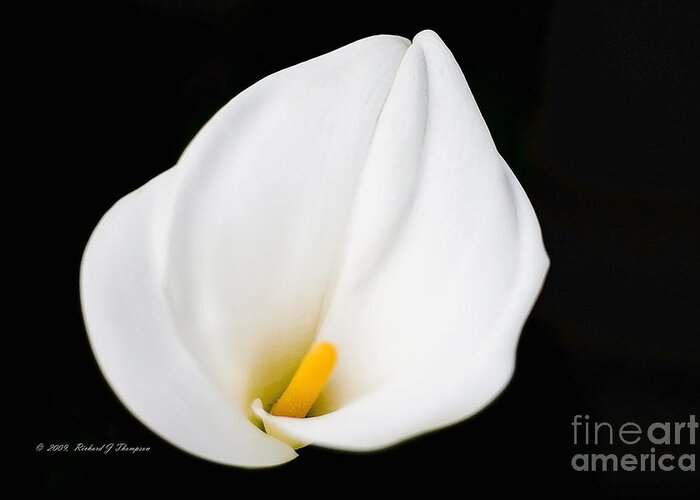 Calla Lily Greeting Card featuring the photograph Calla Lily Flower Face by Richard J Thompson 