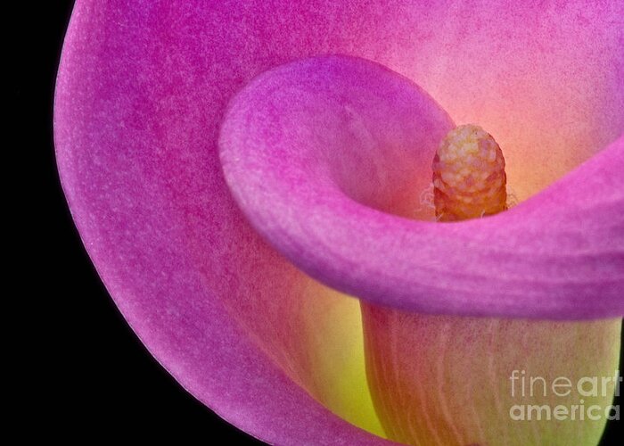 Calla Greeting Card featuring the Calla Lily by Susan Candelario
