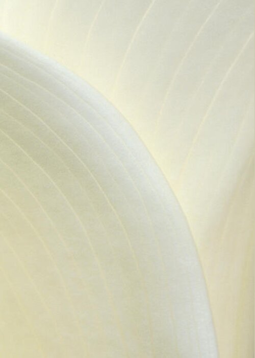Flower Greeting Card featuring the photograph Calla Lines by Alice Cahill