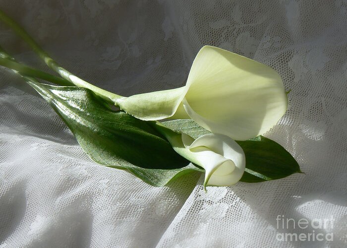 Calla Greeting Card featuring the photograph Callas on White Lace by MM Anderson