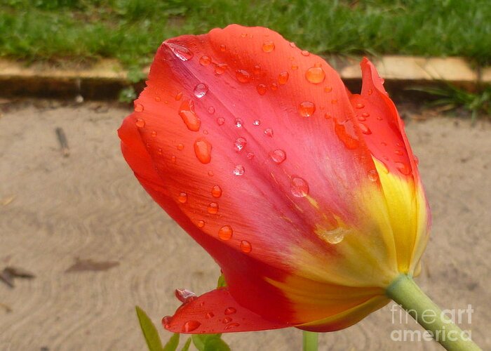 Flower Beauty Greeting Card featuring the photograph Calming after the rain by Lingfai Leung