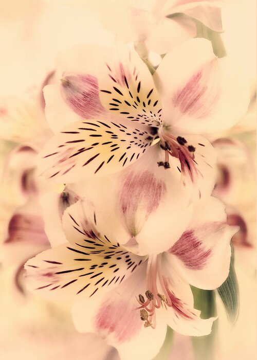 Floral Greeting Card featuring the photograph Calypso by Darlene Kwiatkowski