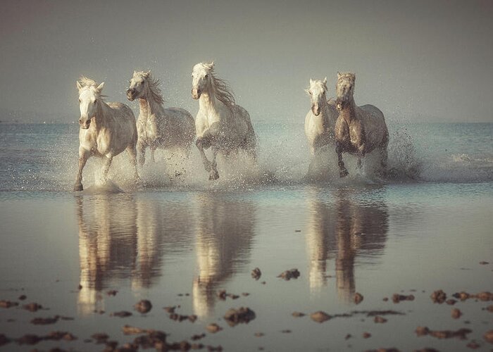 Camargue Greeting Card featuring the photograph Camargue Horses by Rostovskiy Anton