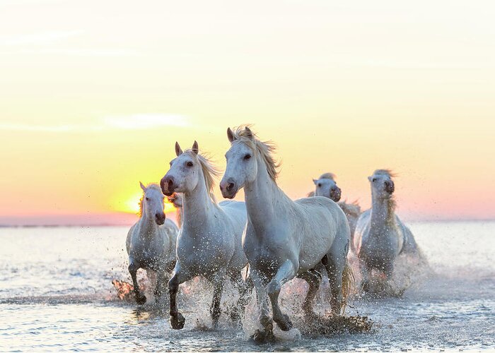 Animal Themes Greeting Card featuring the photograph Camargue White Horses Running In Water by Peter Adams