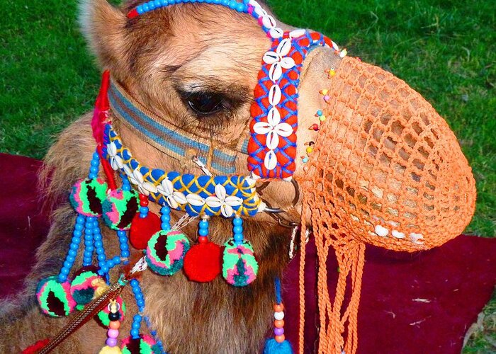 Camel Greeting Card featuring the photograph Camel Fashion by Julia Ivanovna Willhite
