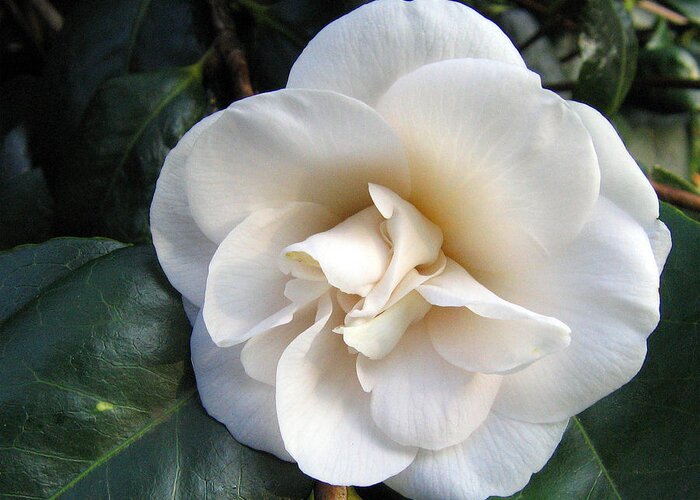 Camellia Greeting Card featuring the photograph Camellia 2 by Helene U Taylor