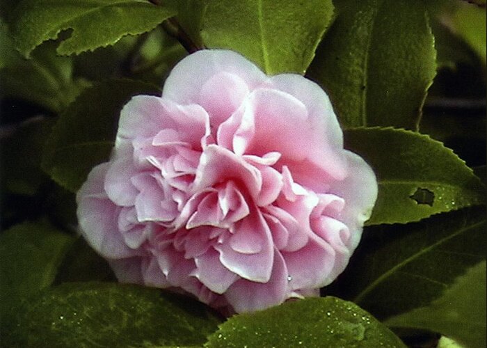 Greeting Card featuring the photograph Camellia in Rain by Patrick Morgan