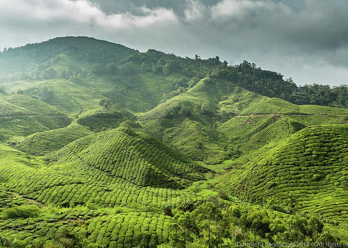 Cameron Highlands Greeting Card featuring the photograph Cameron Boh Tea Plantation by Donniet