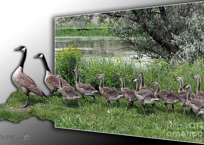 Mccombie Greeting Card featuring the digital art Canada Geese by J McCombie