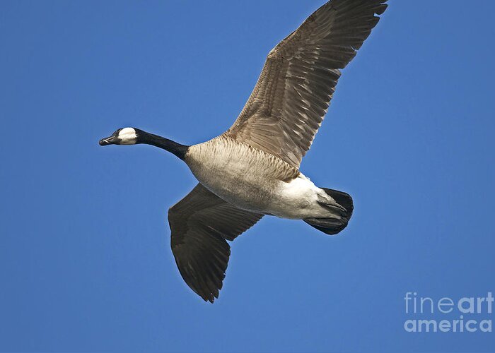 Canada Goose Greeting Card featuring the photograph Canada Goose Flyby by Sharon Talson