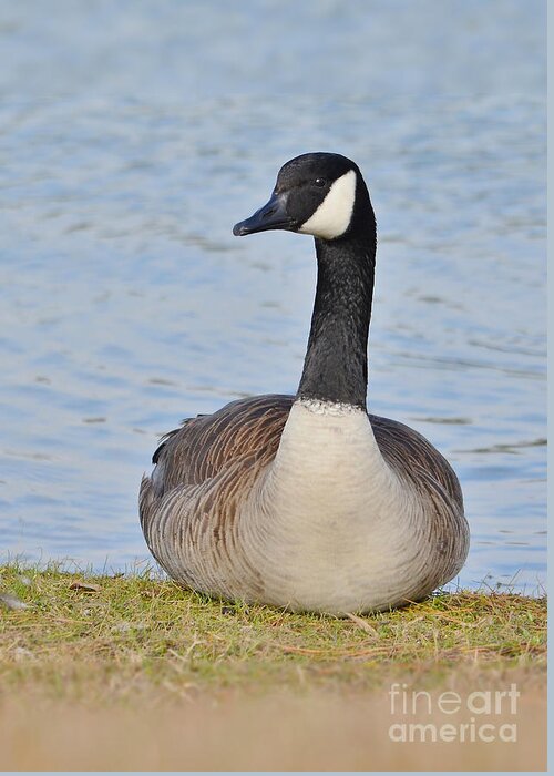Goose Greeting Card featuring the photograph Canada Goose Resting By The Lake by Kathy Baccari