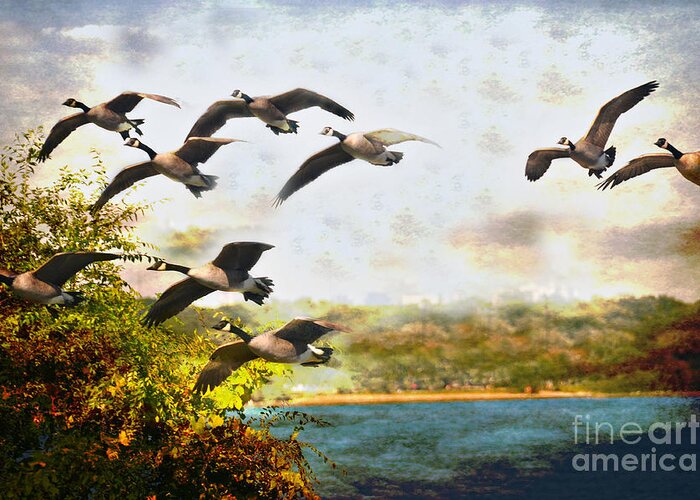  Texture Greeting Card featuring the photograph Canadian Geese in Flight by Elaine Manley