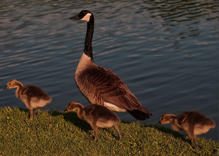 Canadian Goose Greeting Card featuring the photograph Canadian Goose And Gosling by Flees Photos