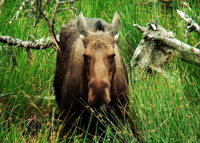 Moose Greeting Card featuring the photograph Canadian Moose by Zinvolle Art