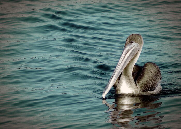 Pelican Greeting Card featuring the photograph Candid by Tom DiFrancesca