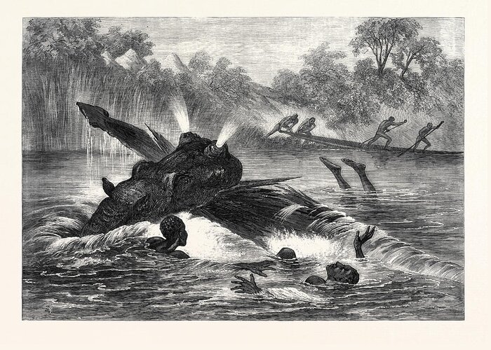 Kayak Greeting Card featuring the drawing Canoe Destroyed By A Hippopotamus On The River Zambesi by South African School