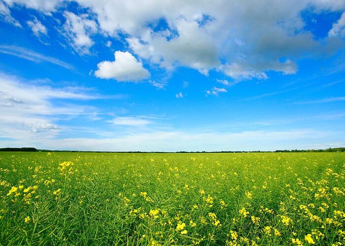 Scenics Greeting Card featuring the photograph Canola Field by Cindy Hasler
