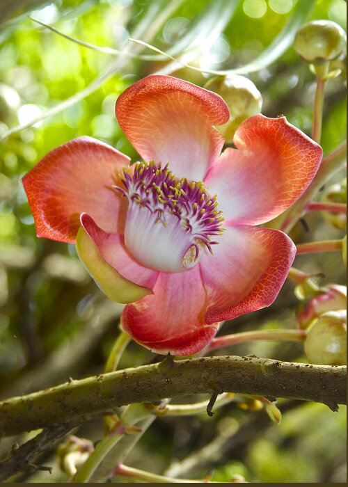 Couroupita Guianensis Greeting Card featuring the photograph Cannonball Tree Flower Hawaii by Venetia Featherstone-Witty