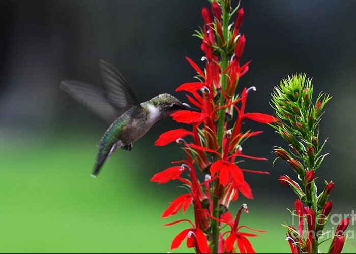 Ruby Throated Hummingbird Greeting Card featuring the photograph Can't Get Enough by Judy Wolinsky