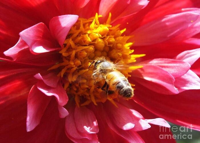 Bee Greeting Card featuring the photograph Can't Stop by Yenni Harrison