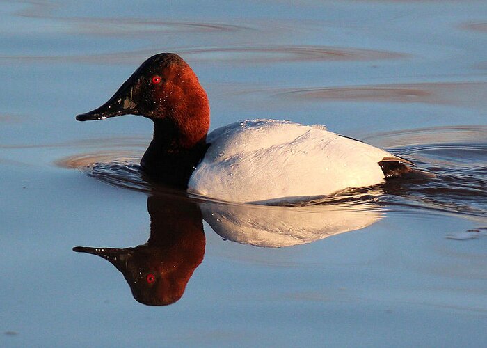 Canvasback Duck Greeting Card featuring the photograph Canvasback Drake Reflection by John Dart