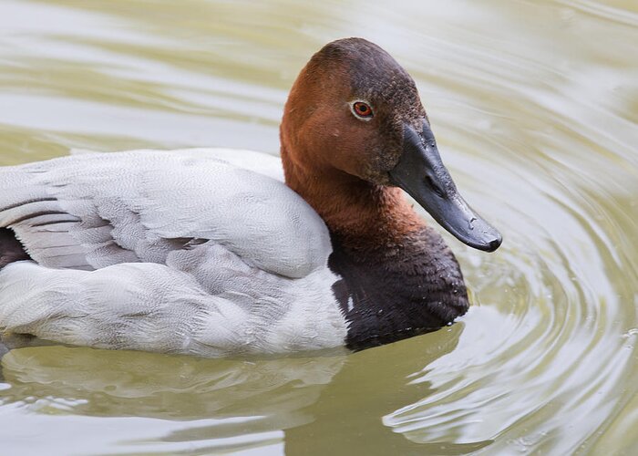 Canvasback Greeting Card featuring the photograph Canvasback by Jack Nevitt