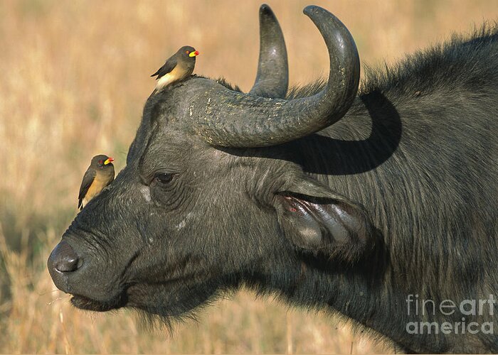 00344989 Greeting Card featuring the photograph Cape Buffalo And Oxpeckers by Yva Momatiuk John Eastcott