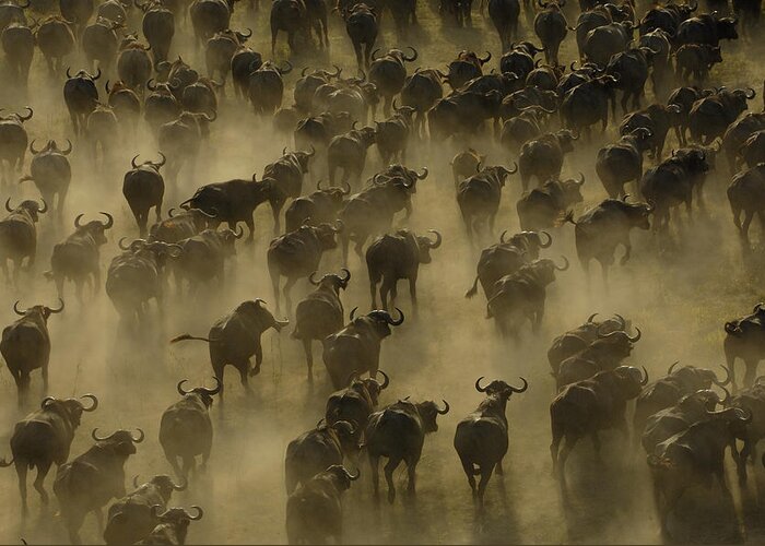 Feb0514 Greeting Card featuring the photograph Cape Buffalo Herd Stampeding Africa by Pete Oxford