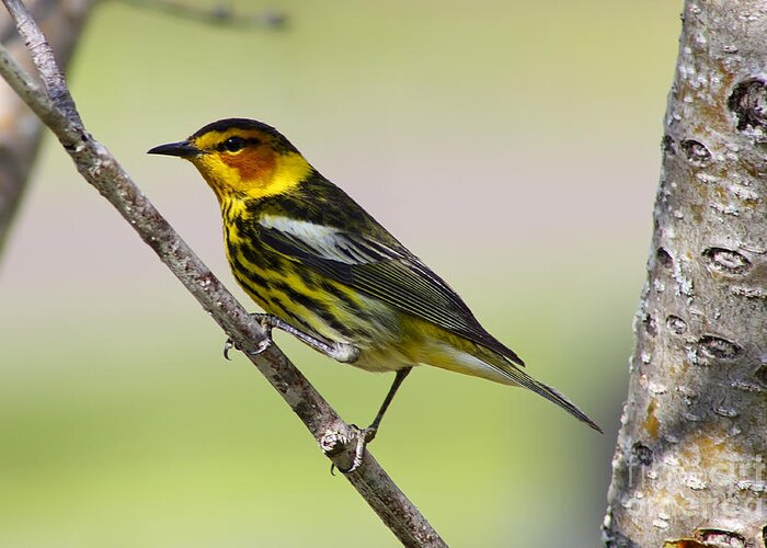 Animal Greeting Card featuring the photograph Cape May Warbler by Teresa Zieba