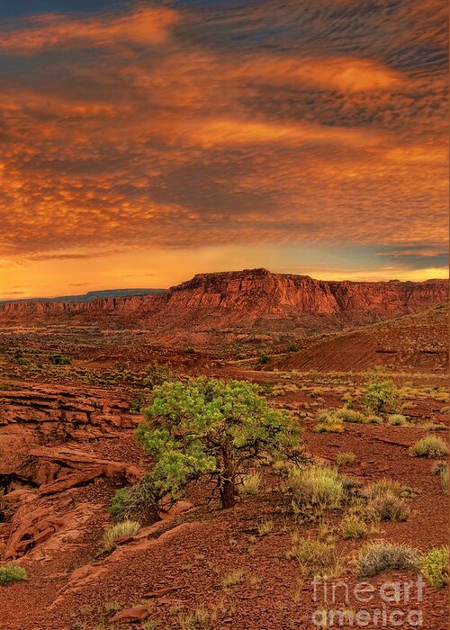 North America Greeting Card featuring the photograph Capitol Reef National Park Utah by Dave Welling