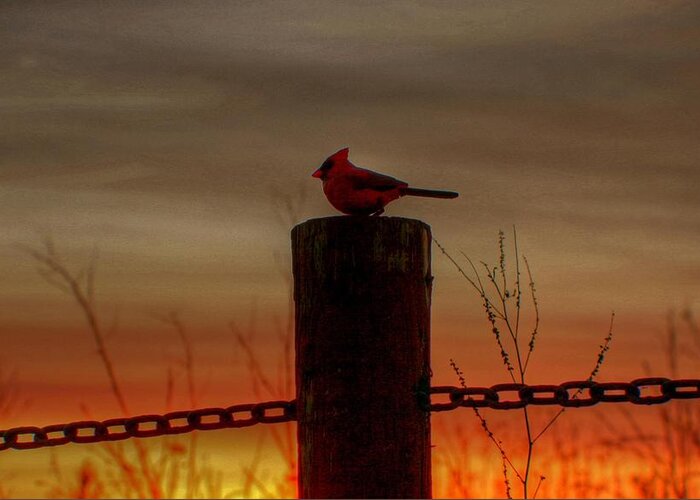 Sunset Greeting Card featuring the photograph Cardinal at Sunset by Larry Trupp
