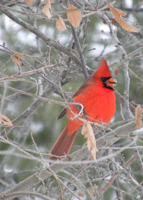 Winter Greeting Card featuring the photograph Cardinal in December by Peggy McDonald