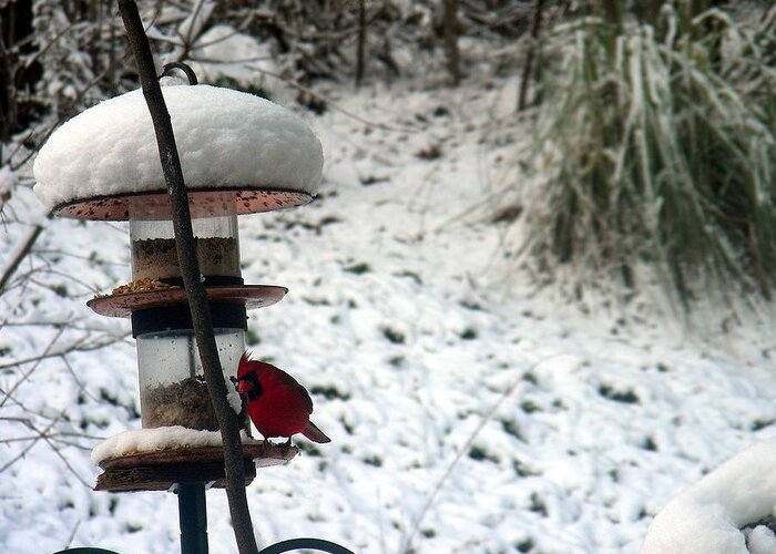Cardinal Greeting Card featuring the photograph Cardinal in Snow by Xavier Wasp
